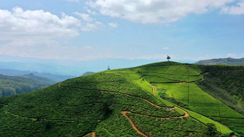 Tea plantations in Nuwara Eliya